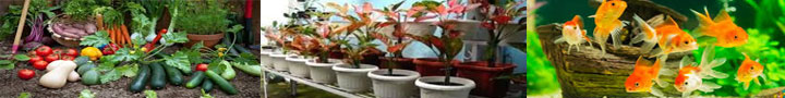 lentera garden head