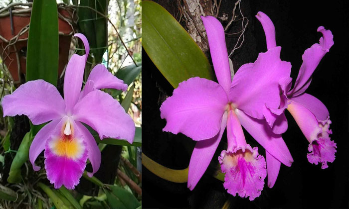 anggrek cattleya