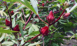 rosela (hibiscus sabdariffa)