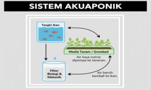 sistem akuaponik