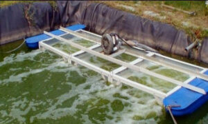 Aerator Dalam Budidaya Ikan
