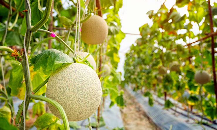 Budidaya Melon Dalam Greenhouse