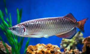 Ikan Arwana