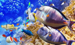 Ikan Hias Air Laut