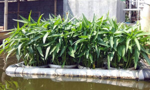 Tanaman Kangkung Dan Ikan Nila