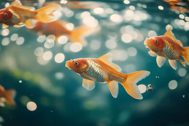 Ikan Hias Yang Stres