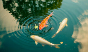 Kualitas Air Kolam Ikan