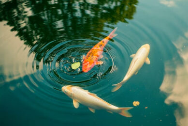 Kualitas Air Kolam Ikan