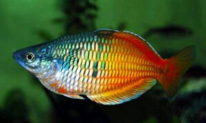 Ikan Rainbowfish Papua