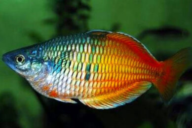 Ikan Rainbowfish Papua