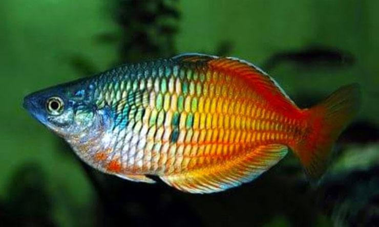 Ikan Rainbowfish Papua